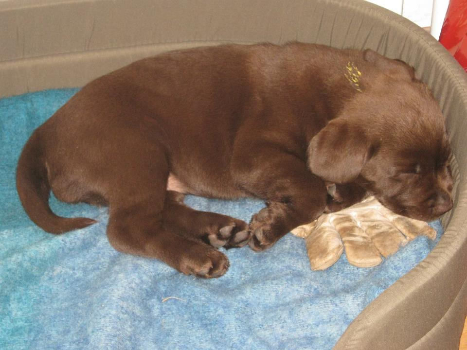 Wilma sover med suttehandske
