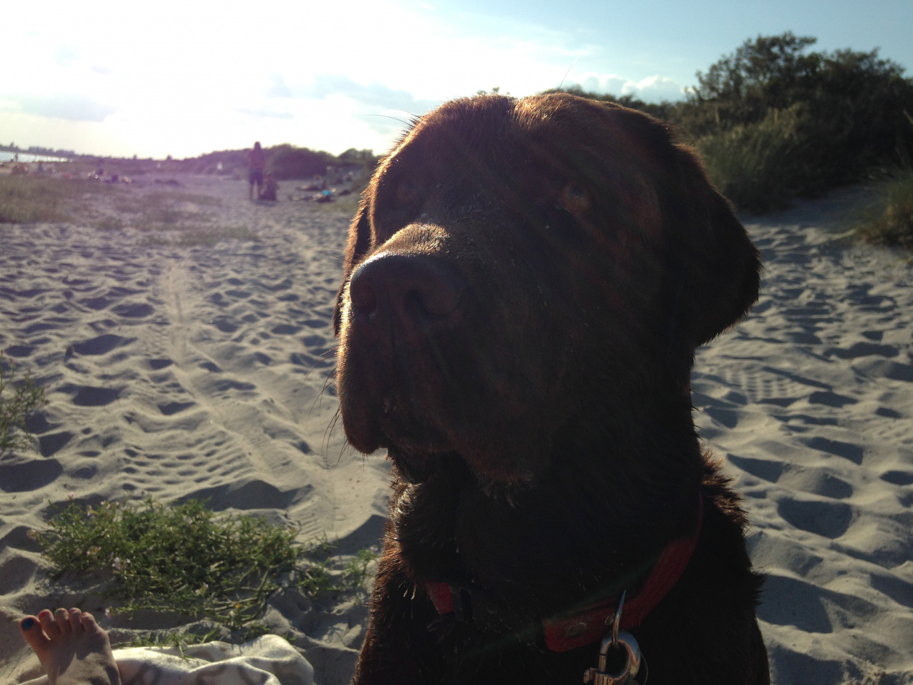 wilma ansigt strand